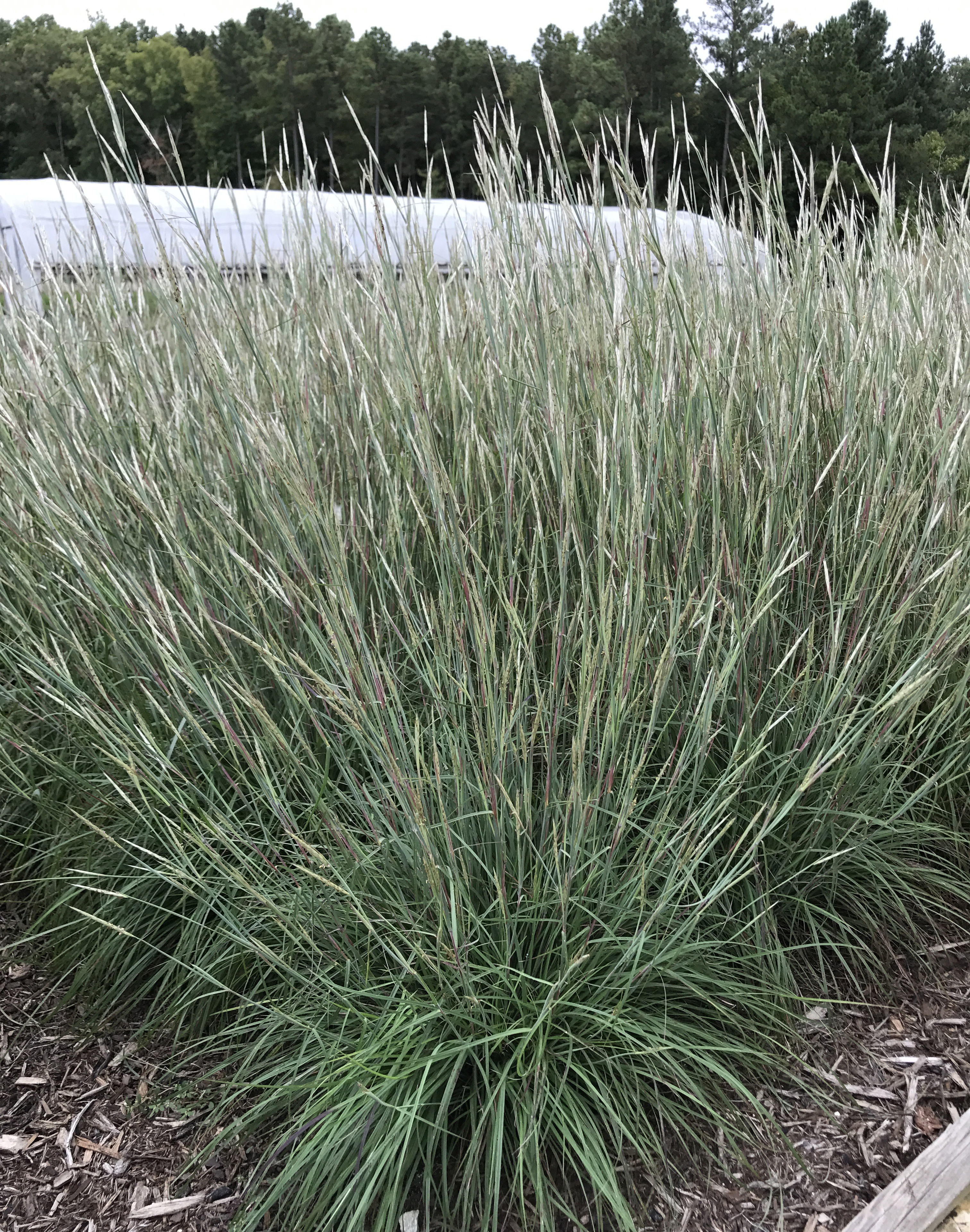 Andropogon ternarius 'Black Mountain' - Black Mountain Big