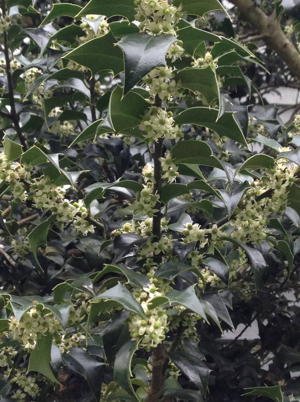Ilex x aquipernyi 'Meschick' - Dragon Lady Holly | PlantMaster