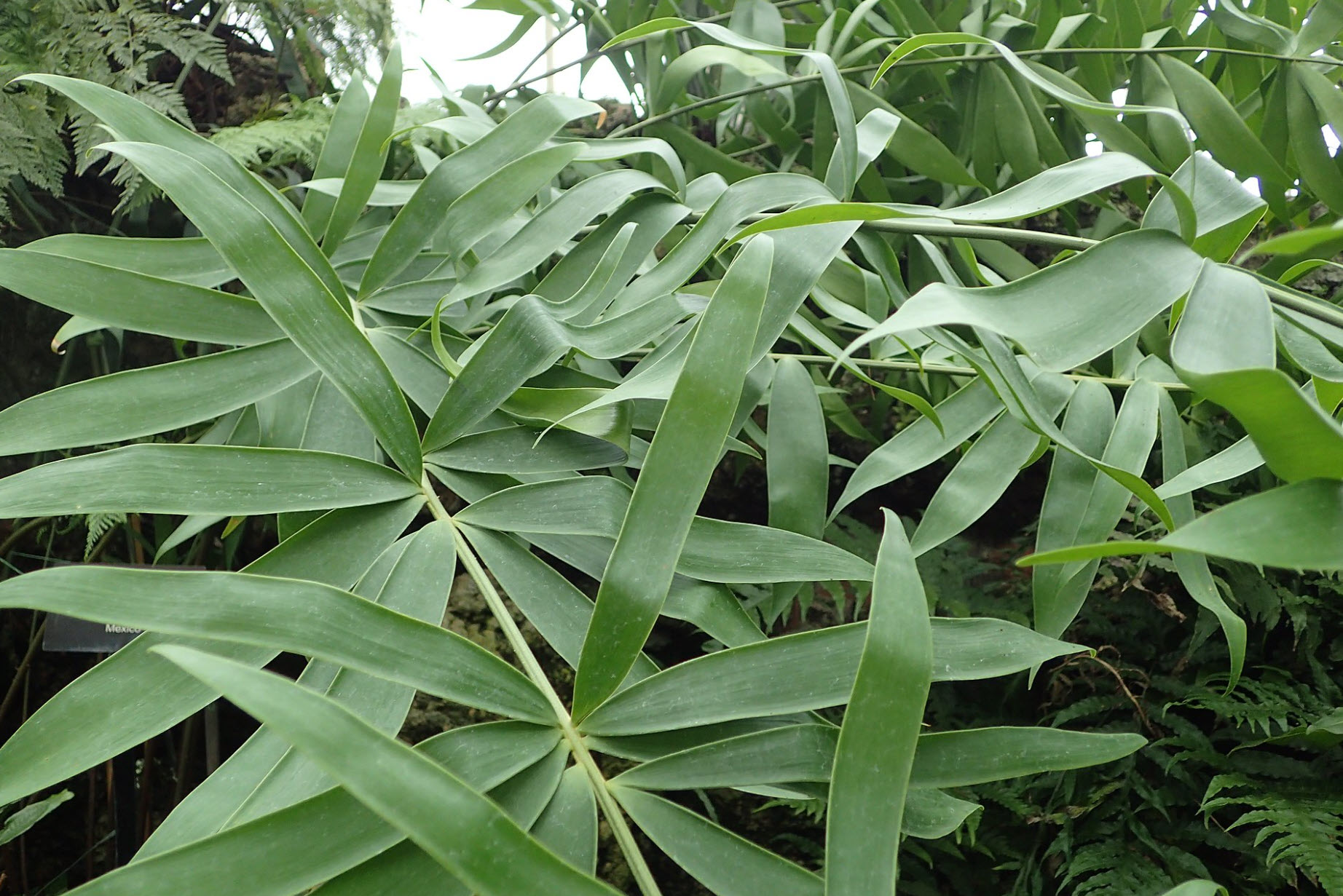 Ceratozamia hildae - Bamboo Cycad | PlantMaster