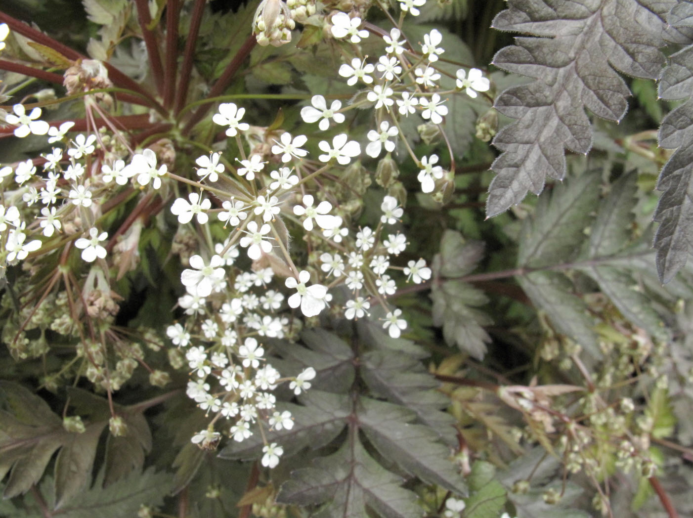 Anthriscus sylvestris 'Ravenswing' - Ravenswing Cow Parsley | PlantMaster