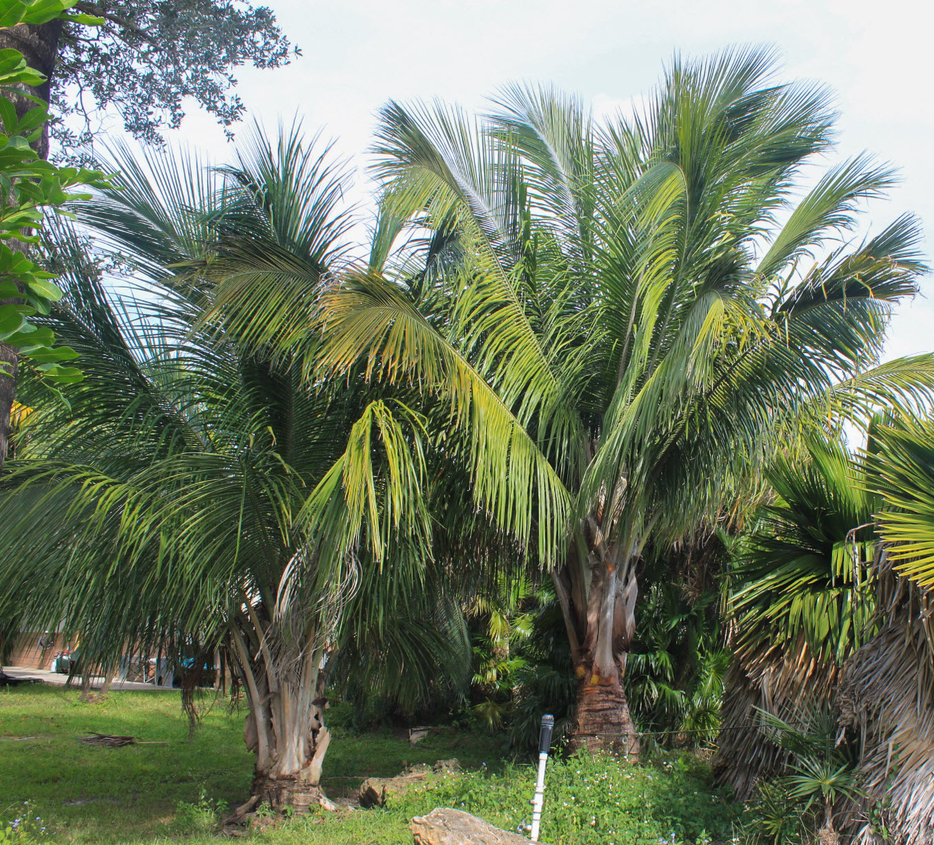 Beccariophoenix alfredii - High Plateau Coconut Palm | PlantMaster