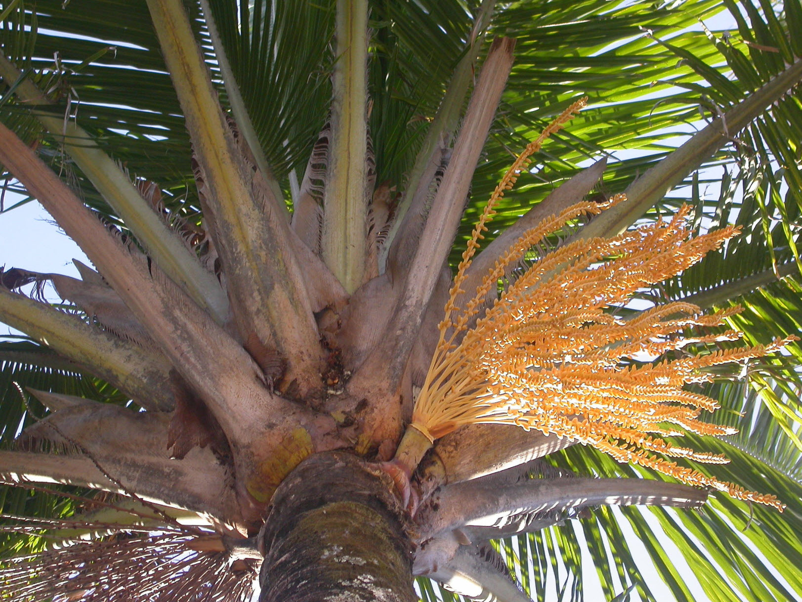 indoor dracena plant Dracaena Mass Cane Corn Plant Massangeana, 2 Stem Staggered main image 0