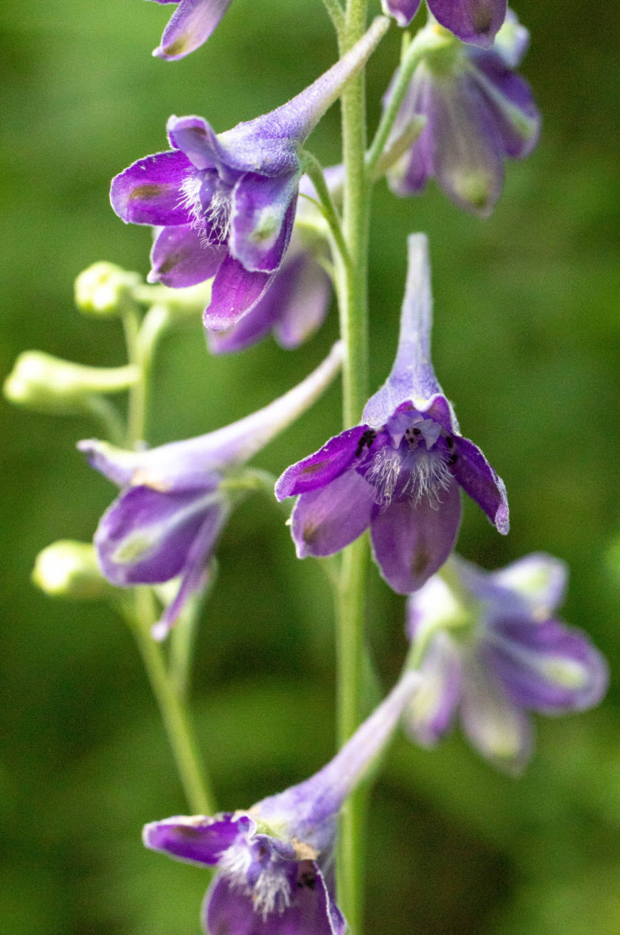 Delphinium exaltatum - Tall Larkspur | PlantMaster