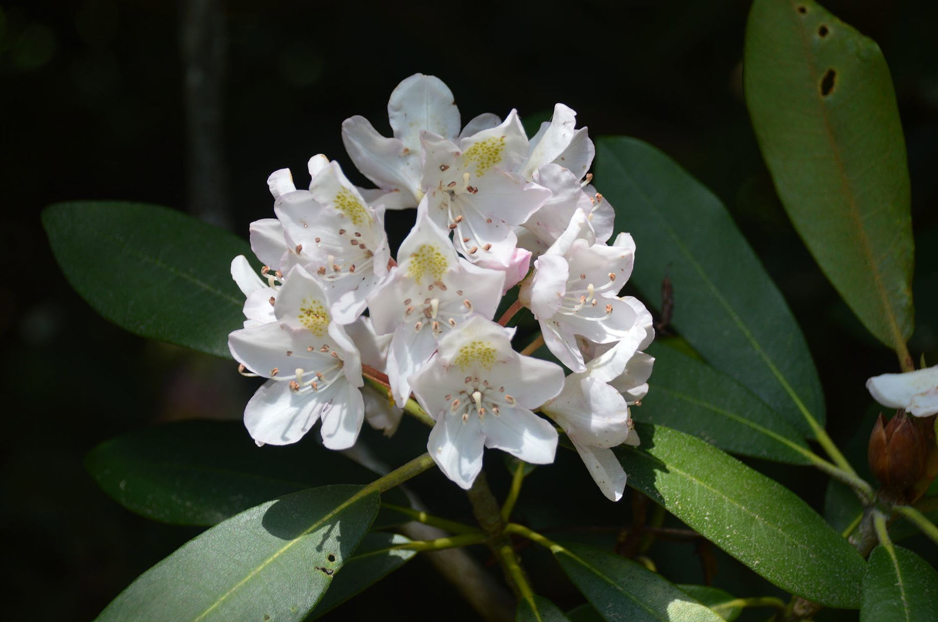 Rhododendron maximum - Rosebay Rhododendron | PlantMaster