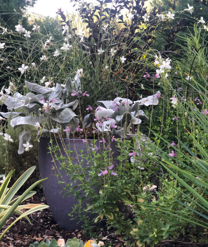 Salvia greggii 'Smokin' Lavender' - Smokin' Lavender Autumn Sage |  PlantMaster