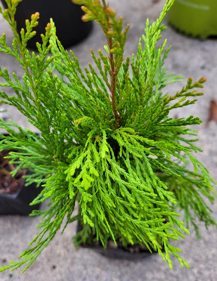 Thuja orientalis 'Morgan' - Morgan Oriental Arborvitae | PlantMaster
