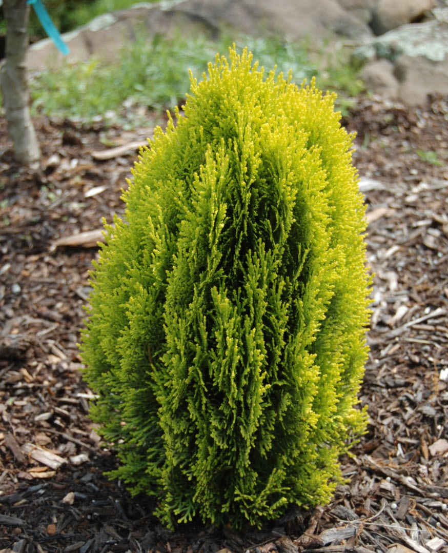 Thuja orientalis 'Morgan' - Morgan Oriental Arborvitae | PlantMaster