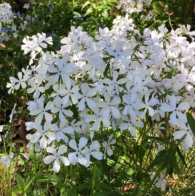 Phlox divaricata 'May Breeze' - May Breeze Phlox | PlantMaster