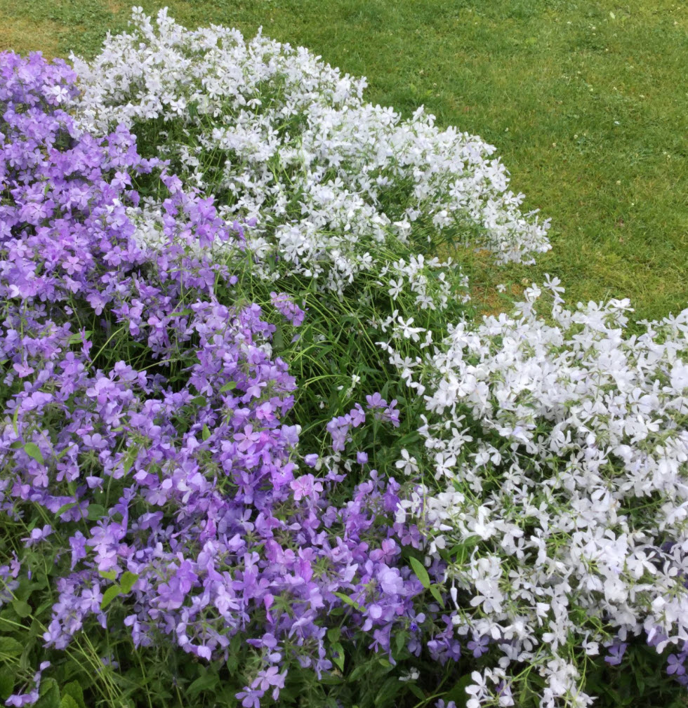 Phlox divaricata 'May Breeze' - May Breeze Phlox | PlantMaster