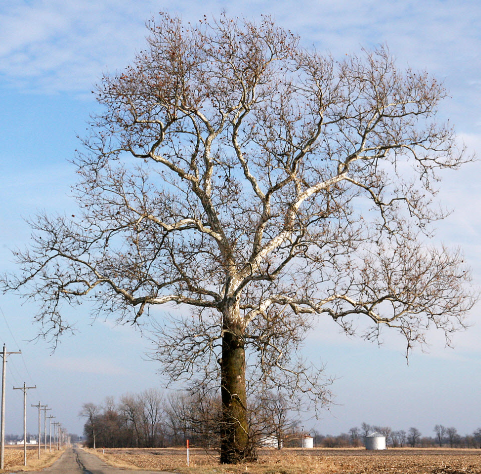 Platanus occidentalis