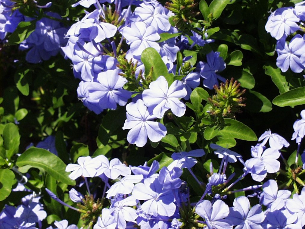 Plumbago auriculata - Cape Plumbago | PlantMaster