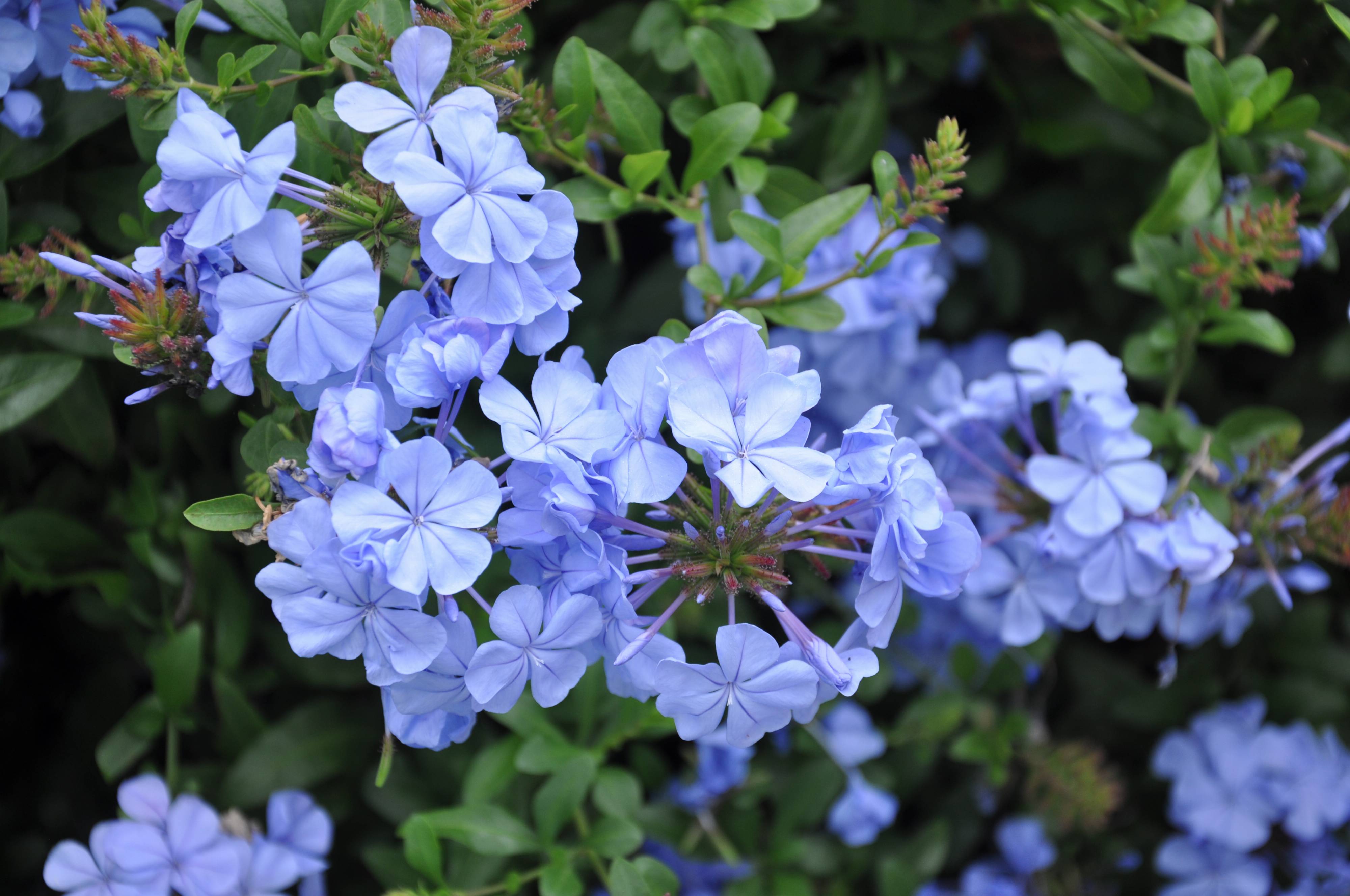 Plumbago auriculata