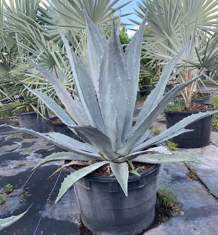Agave americana 'Gainsville Blue' - Blue Flame Agave | PlantMaster