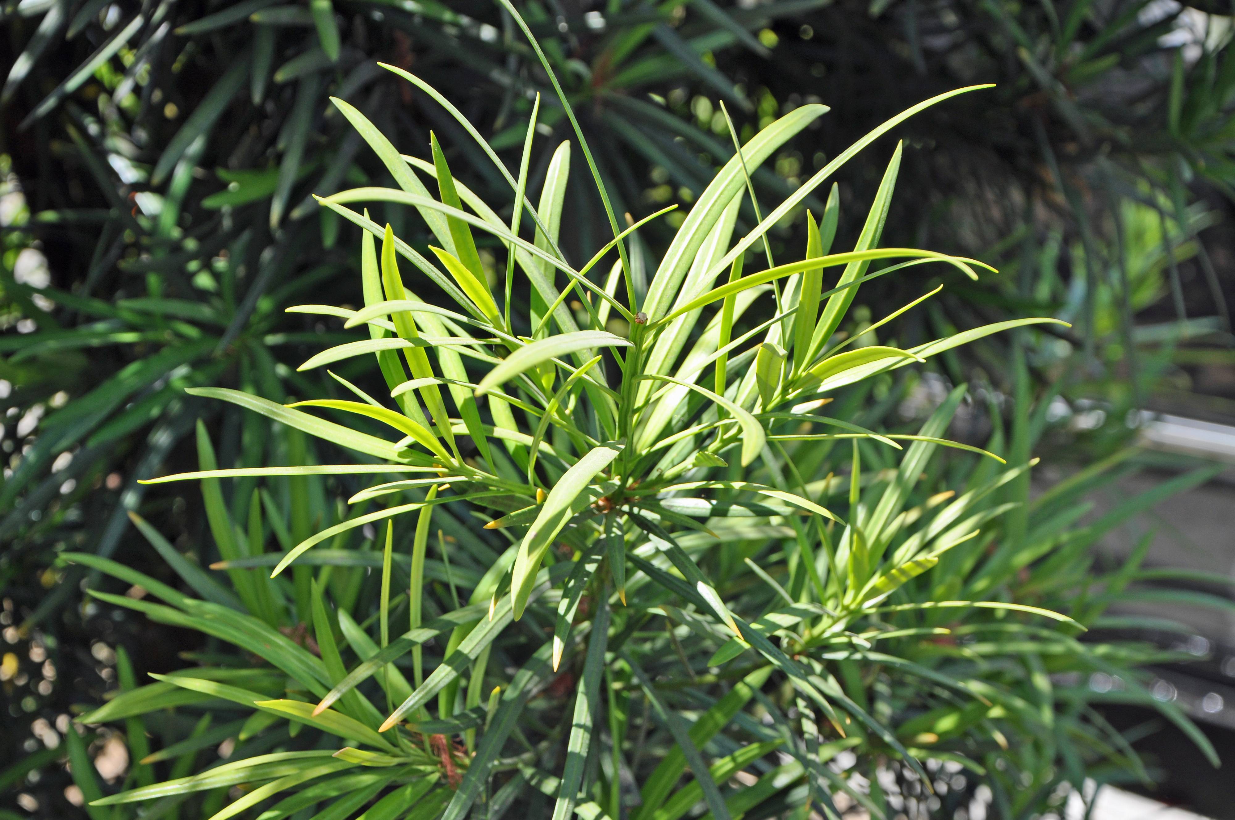 Podocarpus macrophyllus