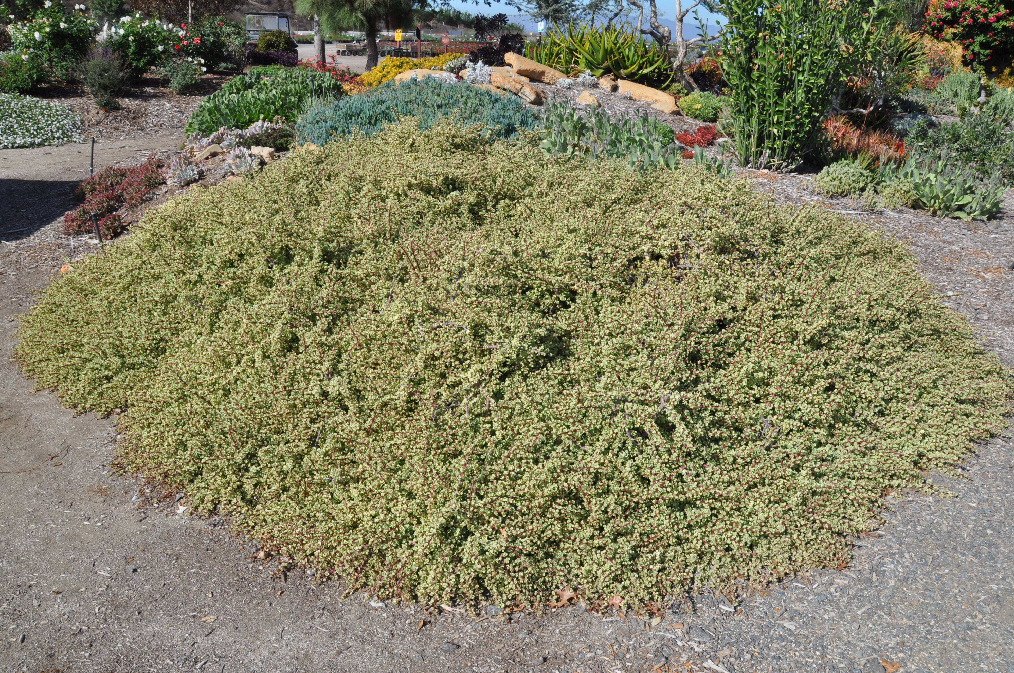 Portulacaria afra 'Variegata' - Rainbow Bush | PlantMaster