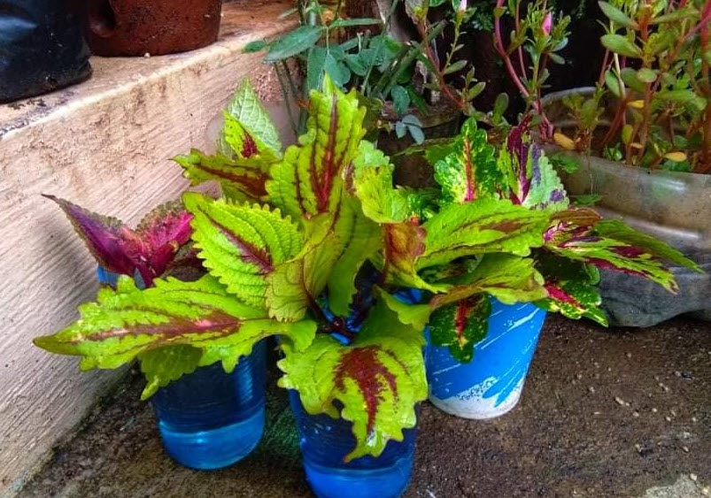 Solenostemon 'Pineapple Splash' - Coleus Pineapple Splash | PlantMaster