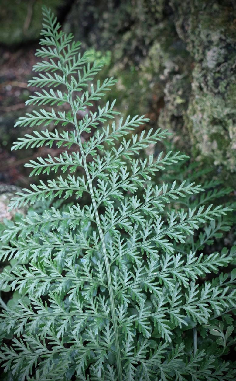 Asplenium 'Austral Gem' - Austral Gem Bird's Nest Fern | PlantMaster