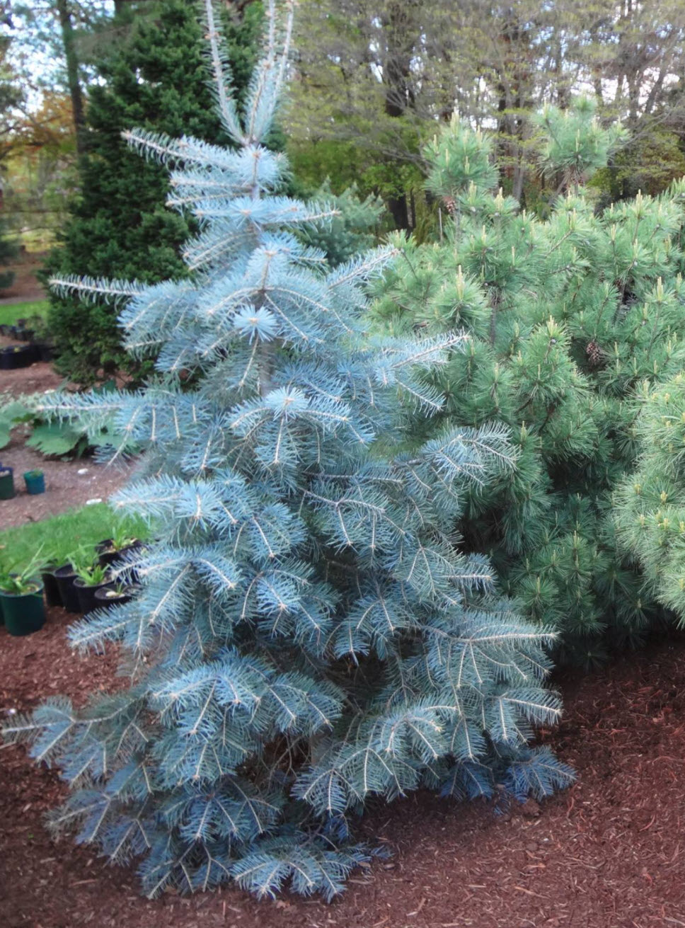 Пихта краснодар. Пихта конколор. Abies concolor Blue Cloak. Пихта одноцветная concolor. Пихта конколор Лау.