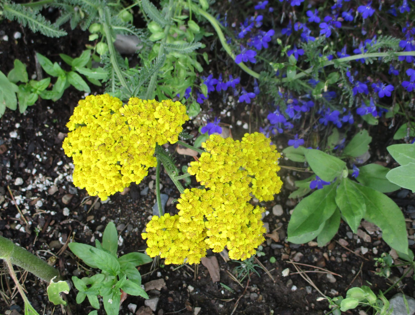 Achillea Little Moonshine Little Moonshine Yarrow Plantmaster