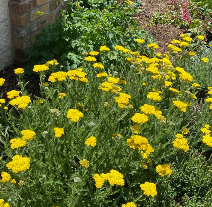 Achillea Little Moonshine Little Moonshine Yarrow Plantmaster