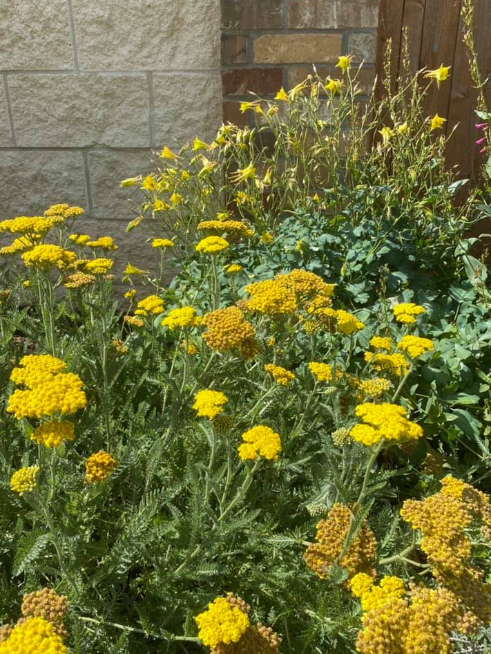 Achillea Little Moonshine Little Moonshine Yarrow Plantmaster