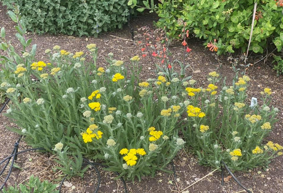 Achillea Little Moonshine Little Moonshine Yarrow Plantmaster