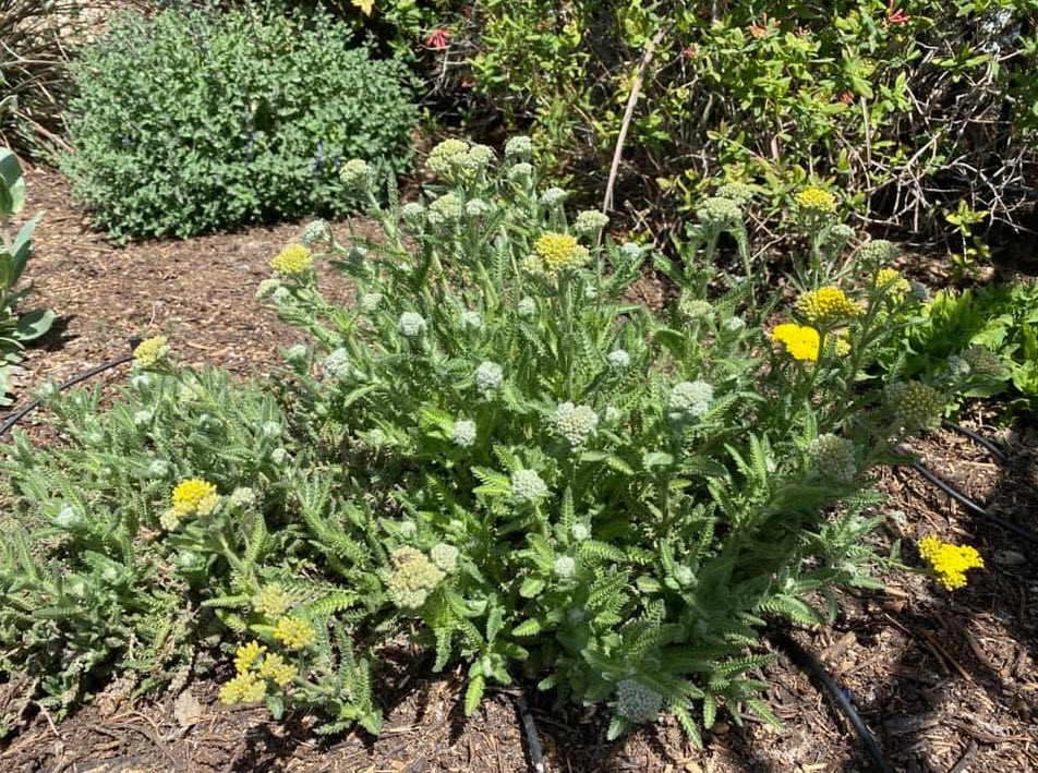 Achillea Little Moonshine Little Moonshine Yarrow Plantmaster