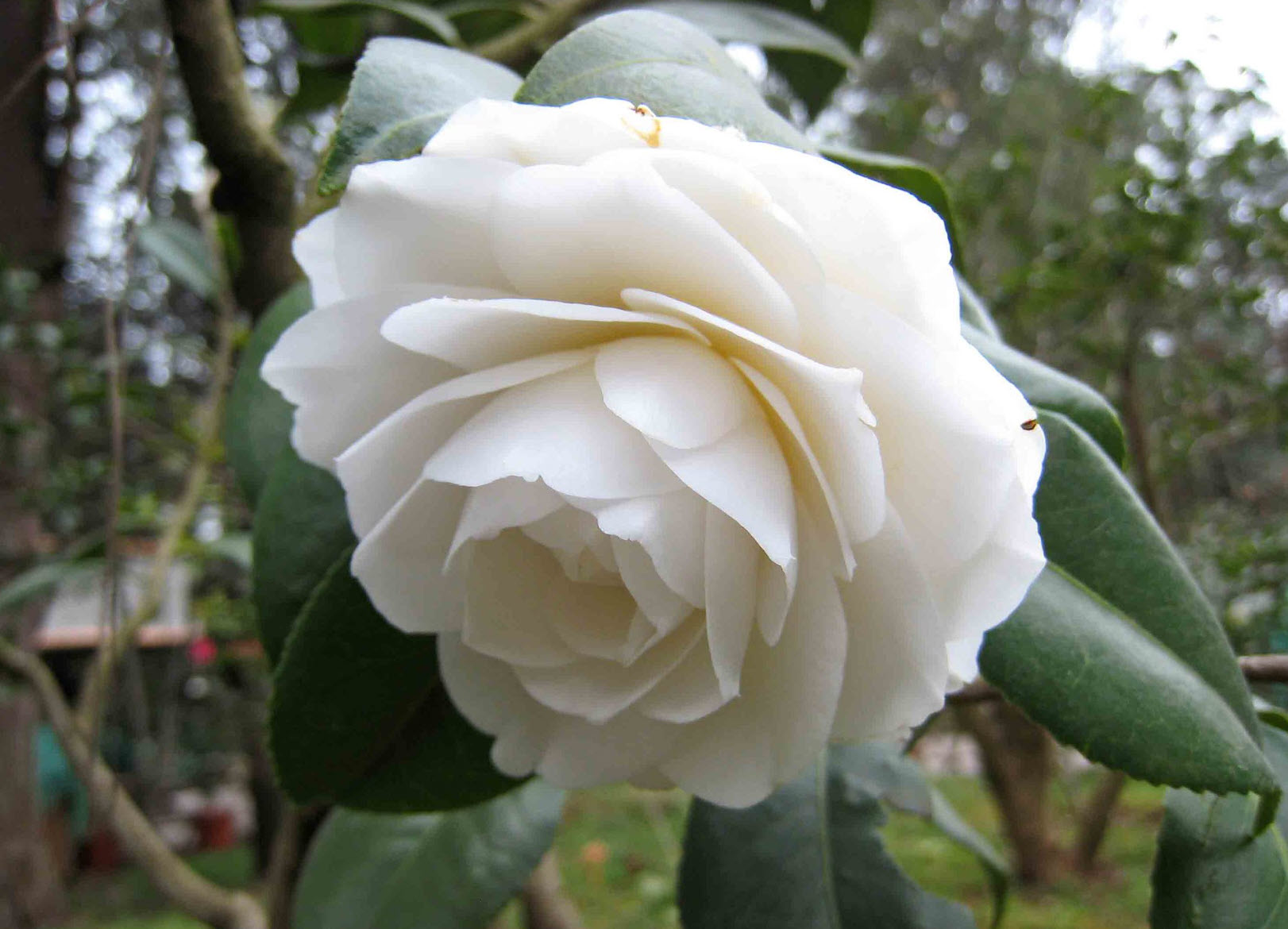 Camellia japonica 'Nuccio's Gem' - Nuccio's Gem Shade Camellia