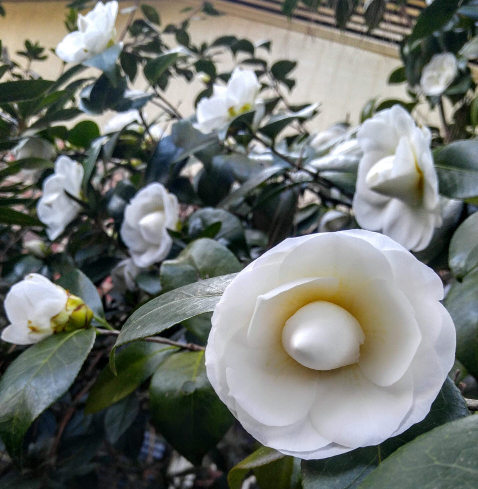 Camellia japonica 'Nuccio's Gem' - Nuccio's Gem Shade Camellia