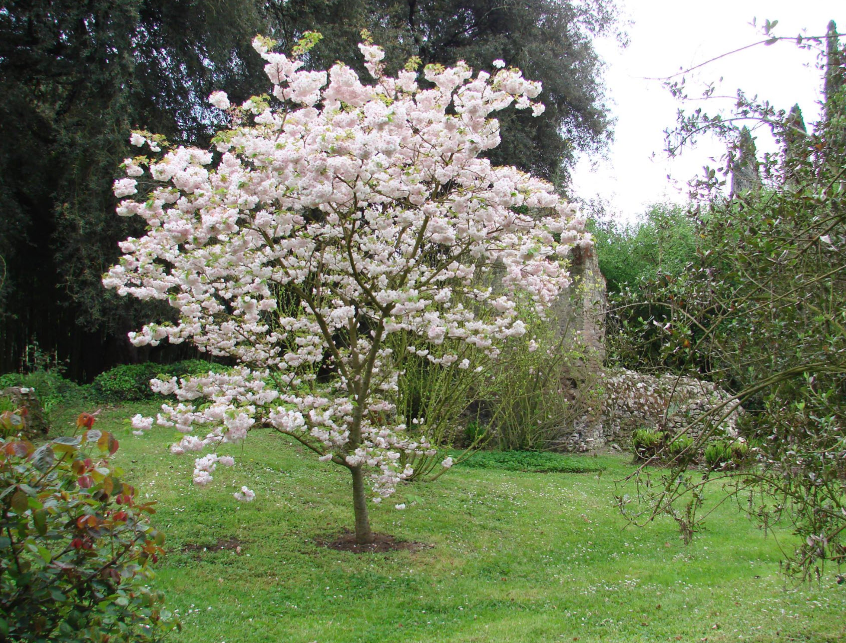 Prunus shimidsu 'Sakura' - Sakura Japanese Cherry | PlantMaster Prunus shimidsu 'Sakura' - Sakura Japanese Cherry | PlantMaster