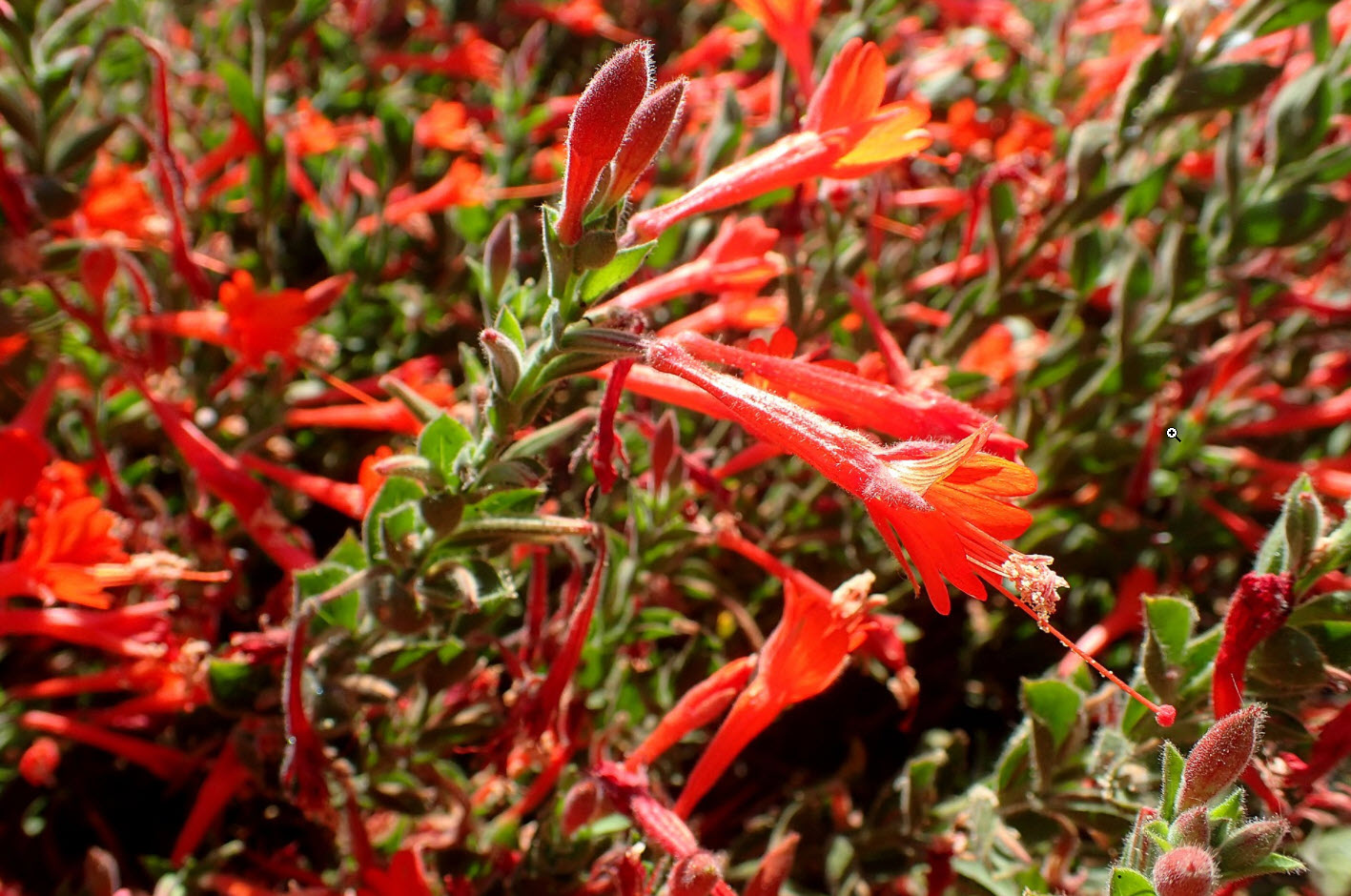 Epilobium canum 'Everett's Choice' - Ghostly Red California