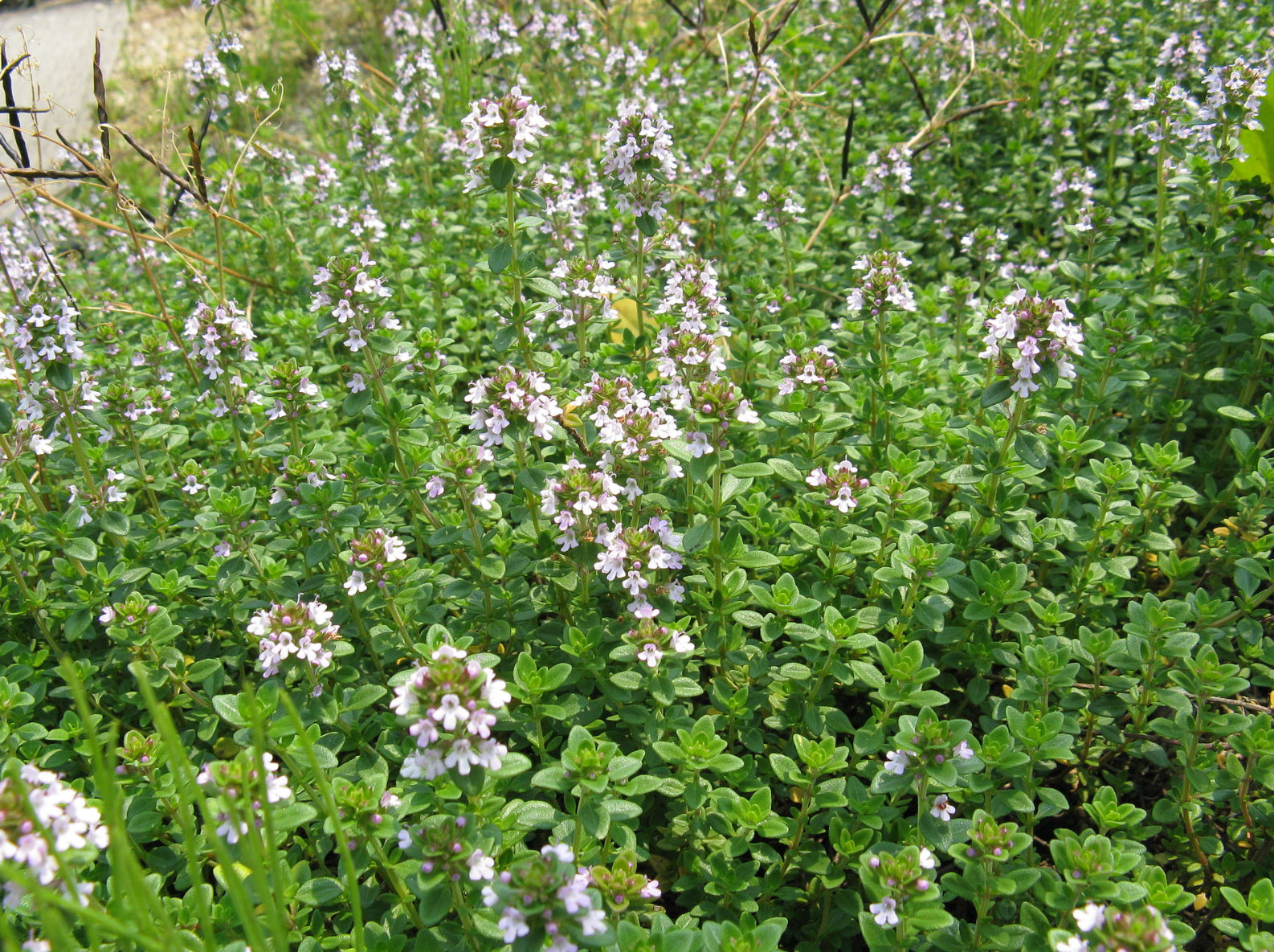 Thymus serpyllum 'Albus' - White Mother of Thyme | PlantMaster