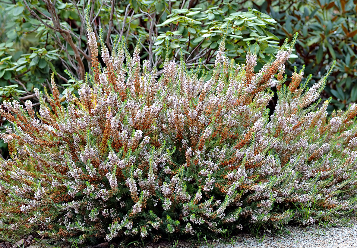 french tarragon plants for sale French Tarragon Plants main image 1