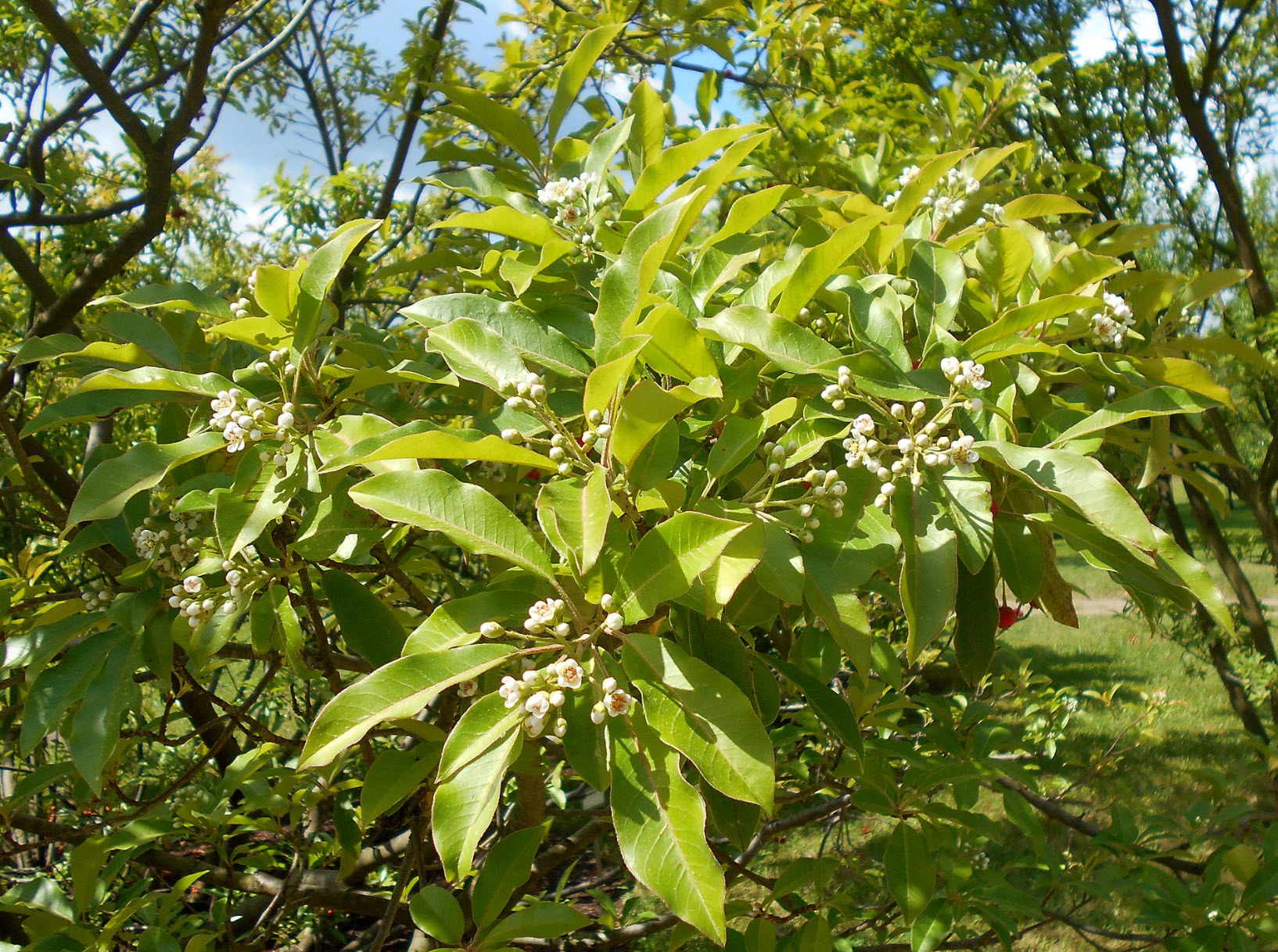 Photinia davidiana - Stranvaesia | PlantMaster