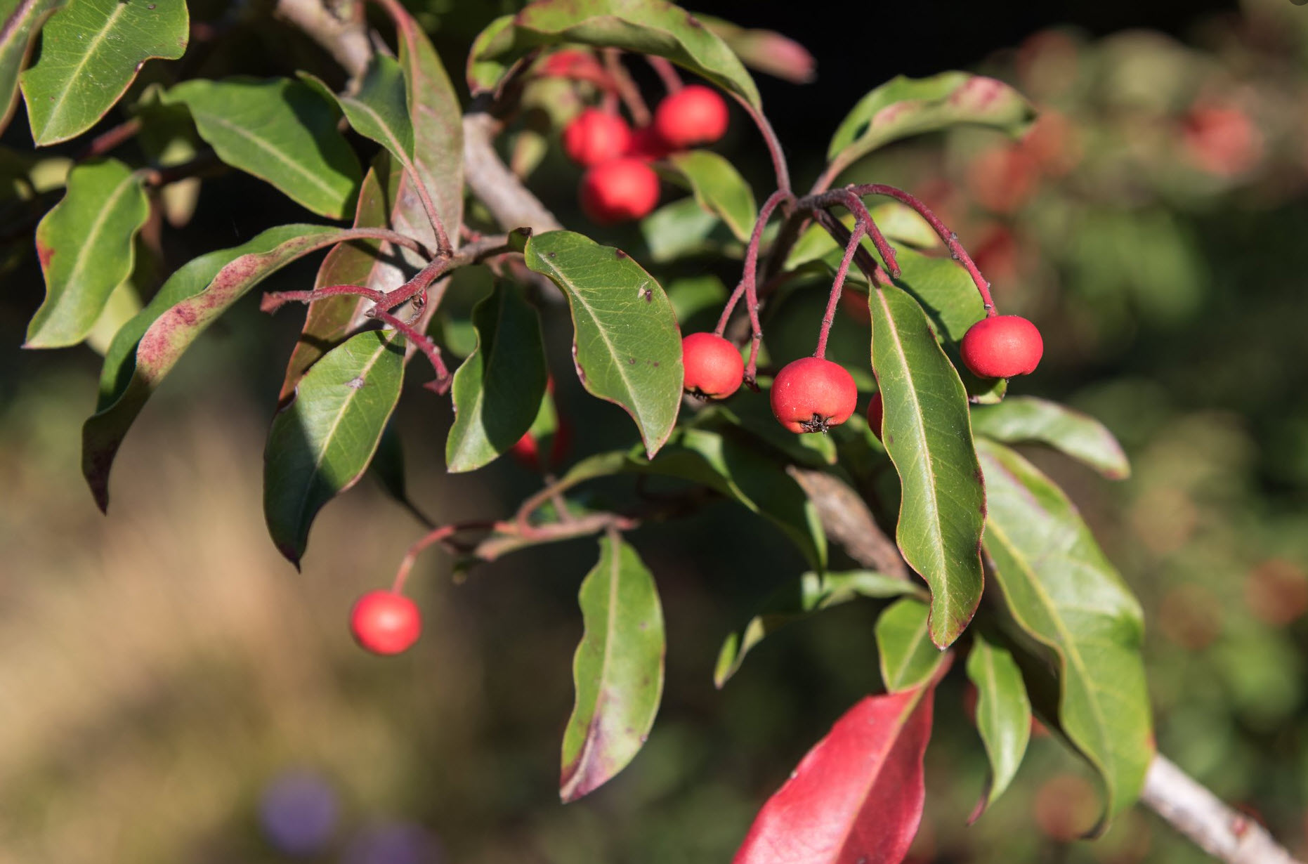 Photinia davidiana var. undulata - Low Stranvaesia | PlantMaster