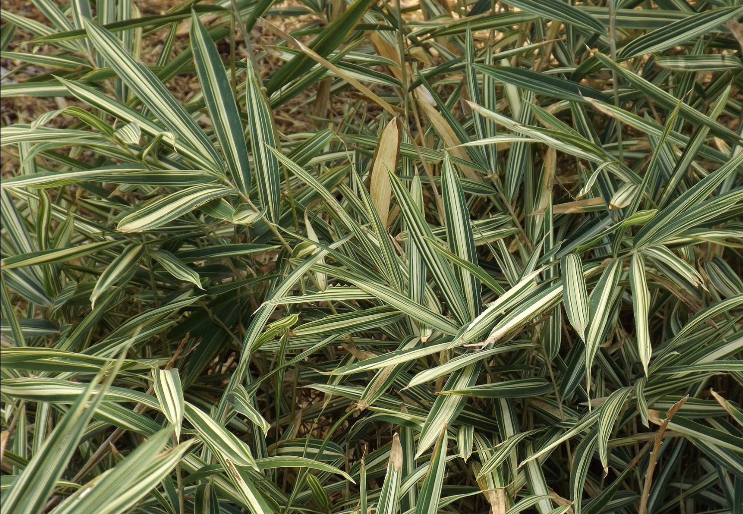 Pleioblastus fortunei - Dwarf Bamboo | PlantMaster