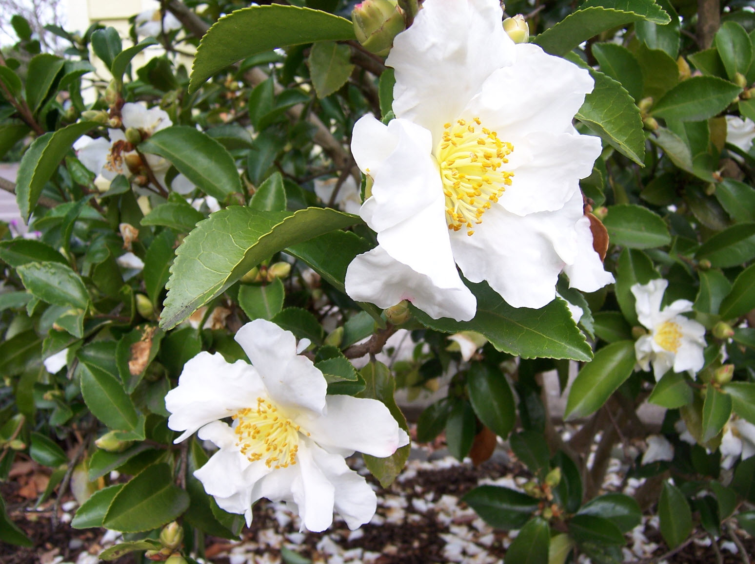 Camellia sasanqua 'Setsugekka' - Setsugekka Camellia | PlantMaster
