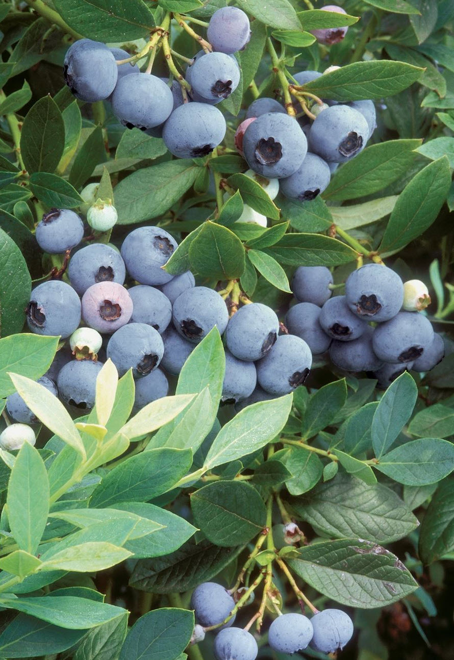 Top 10 Blueberry Varieties to Grow at Home | Gardener's Path, image size:890x1294