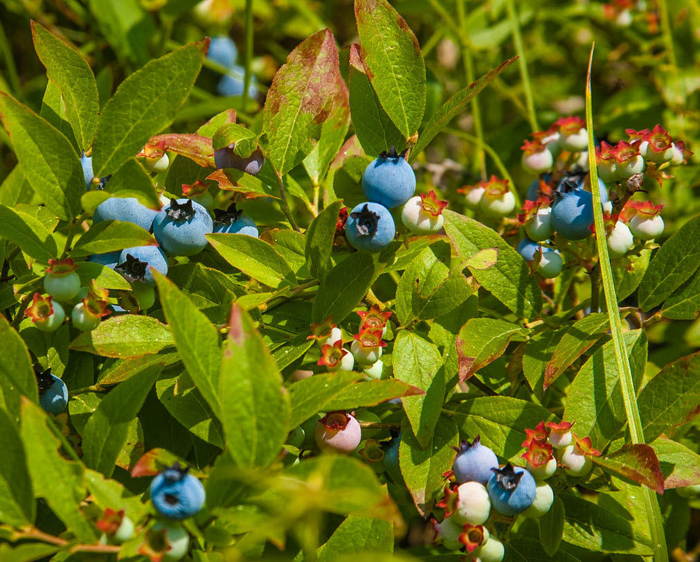 Vaccinium darrowii - Southern Highbush Blueberry | PlantMaster, image size:1011x811