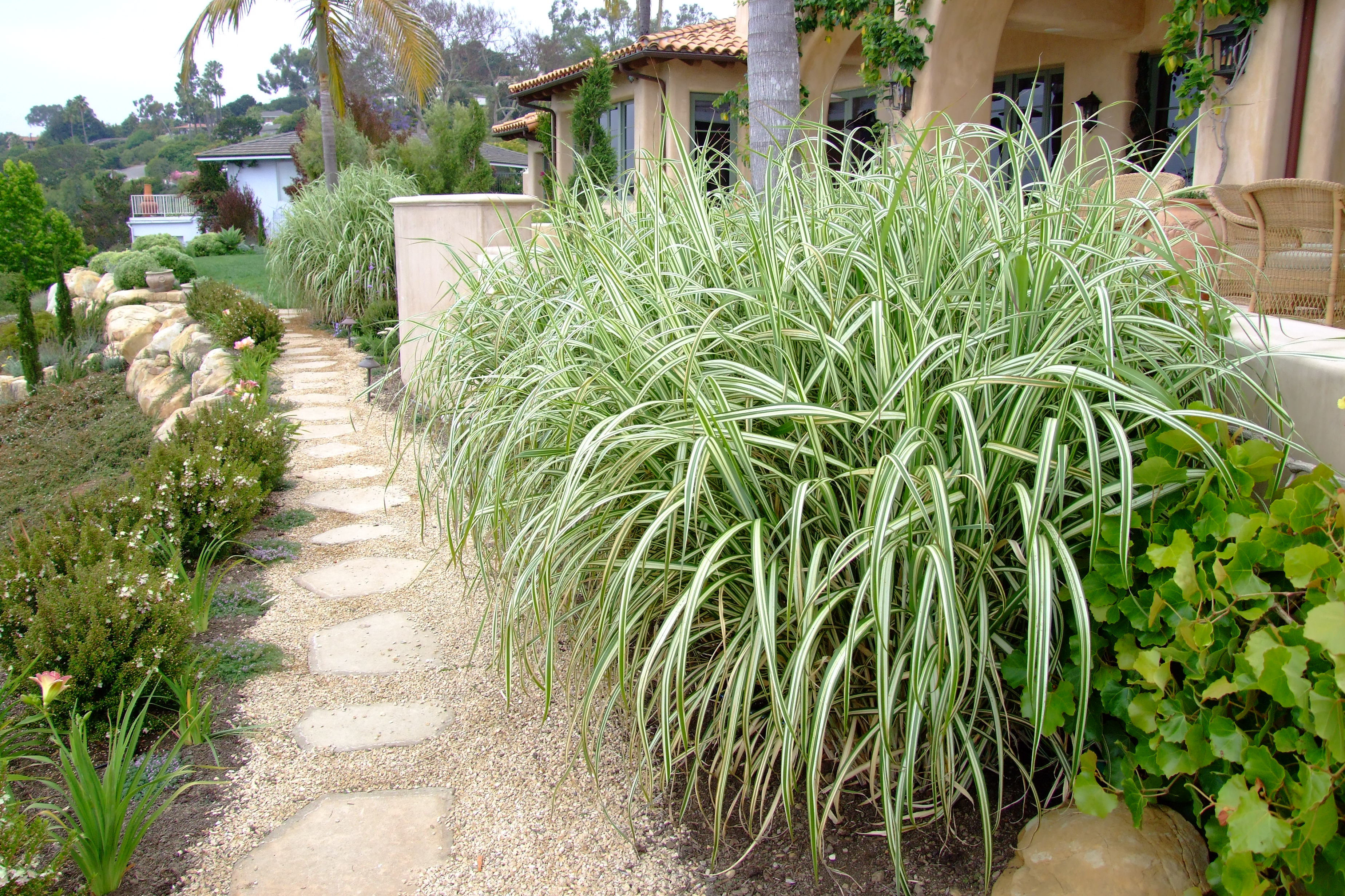 Miscanthus Sinensis Variegatus Variegated Japanese Silver Grass Plantmaster Miscanthus Sinensis Variegatus Variegated Japanese Silver Grass Plantmaster