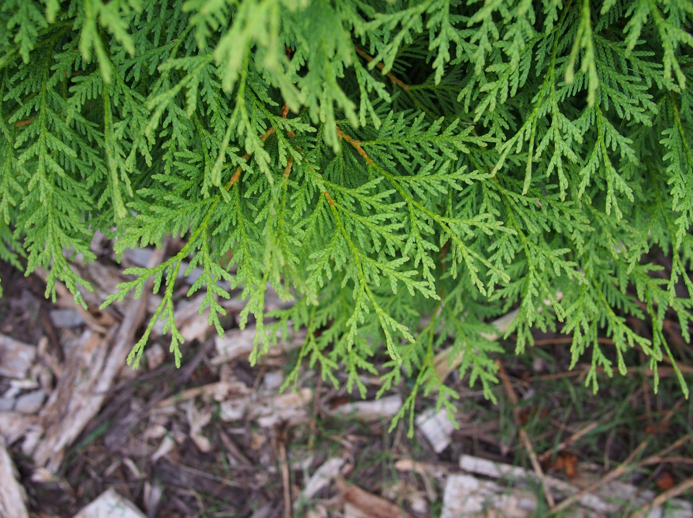 Thuja occidentalis 'Woodwardii' - Woodward Arborvitae | PlantMaster