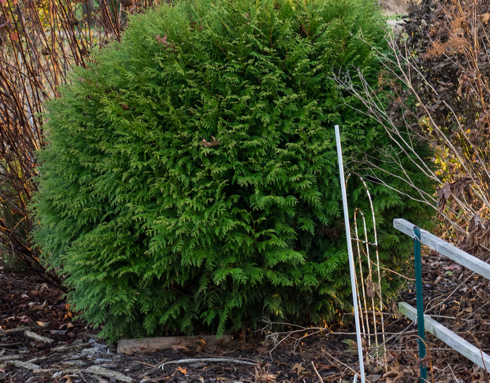 Thuja occidentalis 'Woodwardii' - Woodward Arborvitae | PlantMaster
