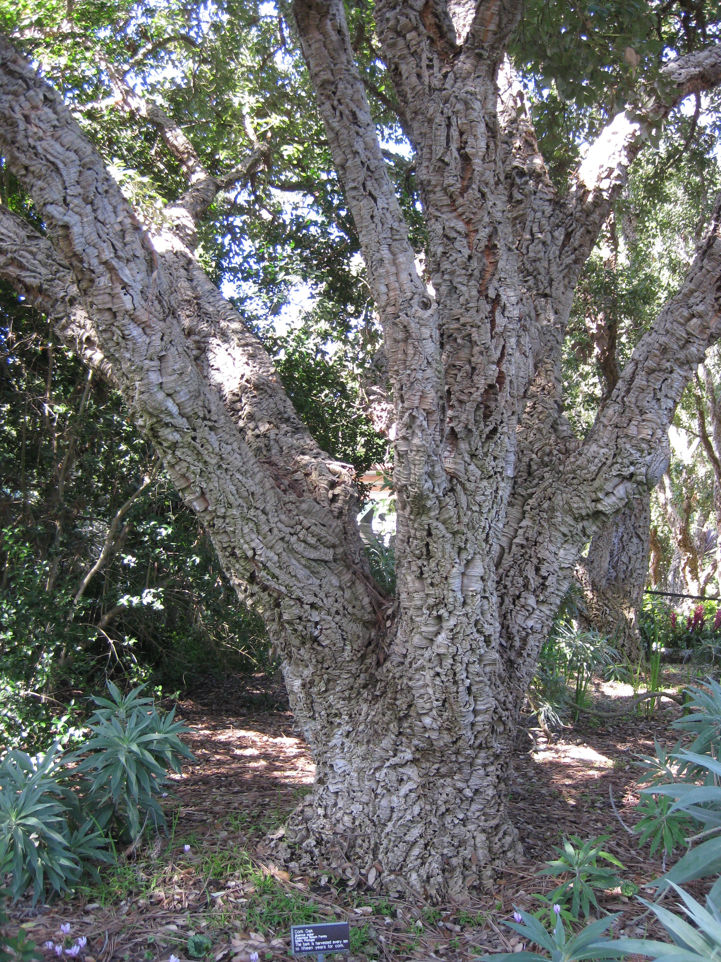 Quercus suber