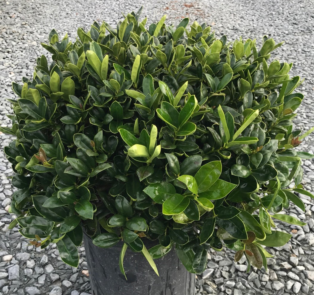 carissa pointed toe flat