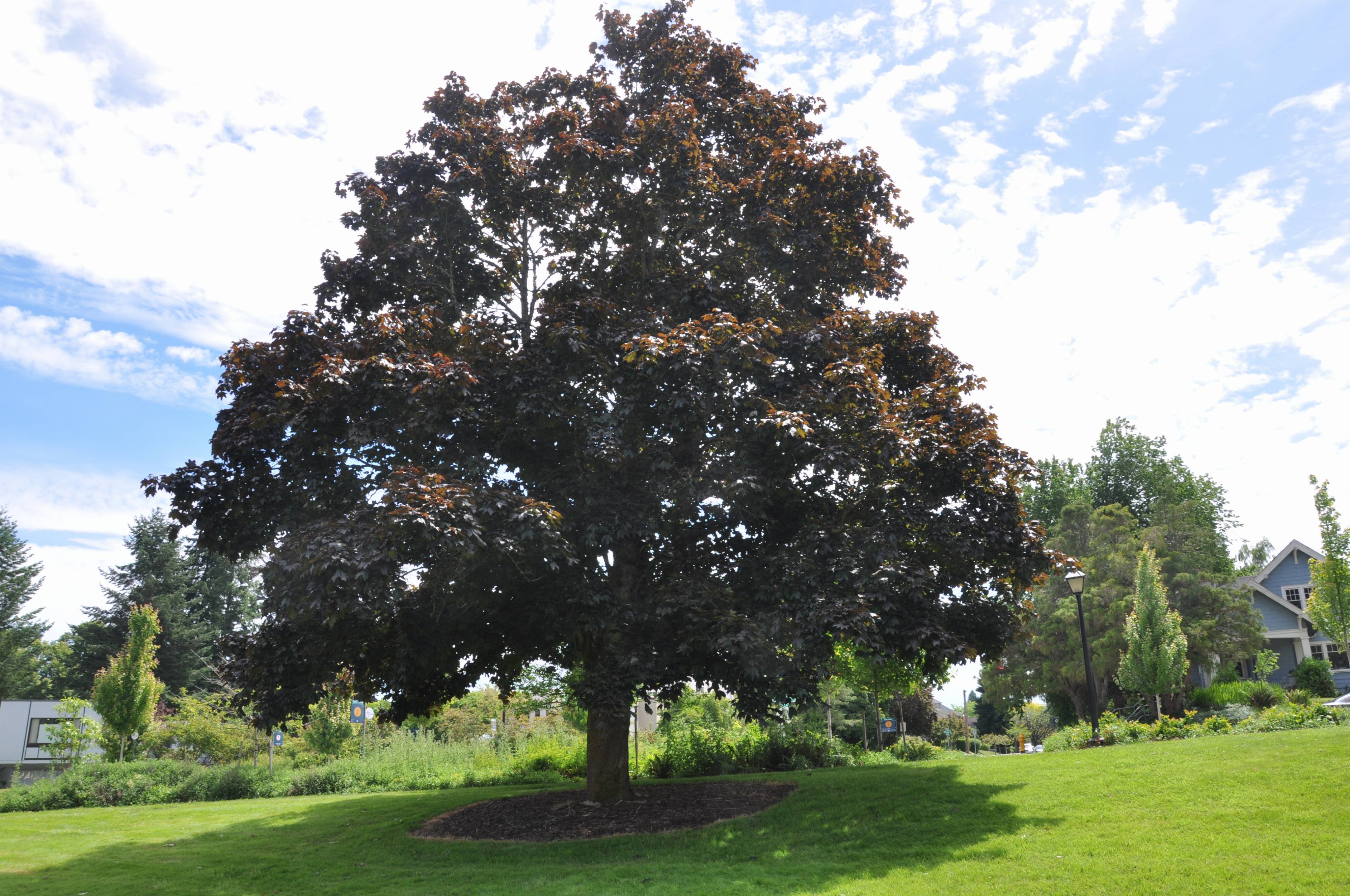 Fagus sylvatica f. purpurea - Copper Beech | PlantMaster