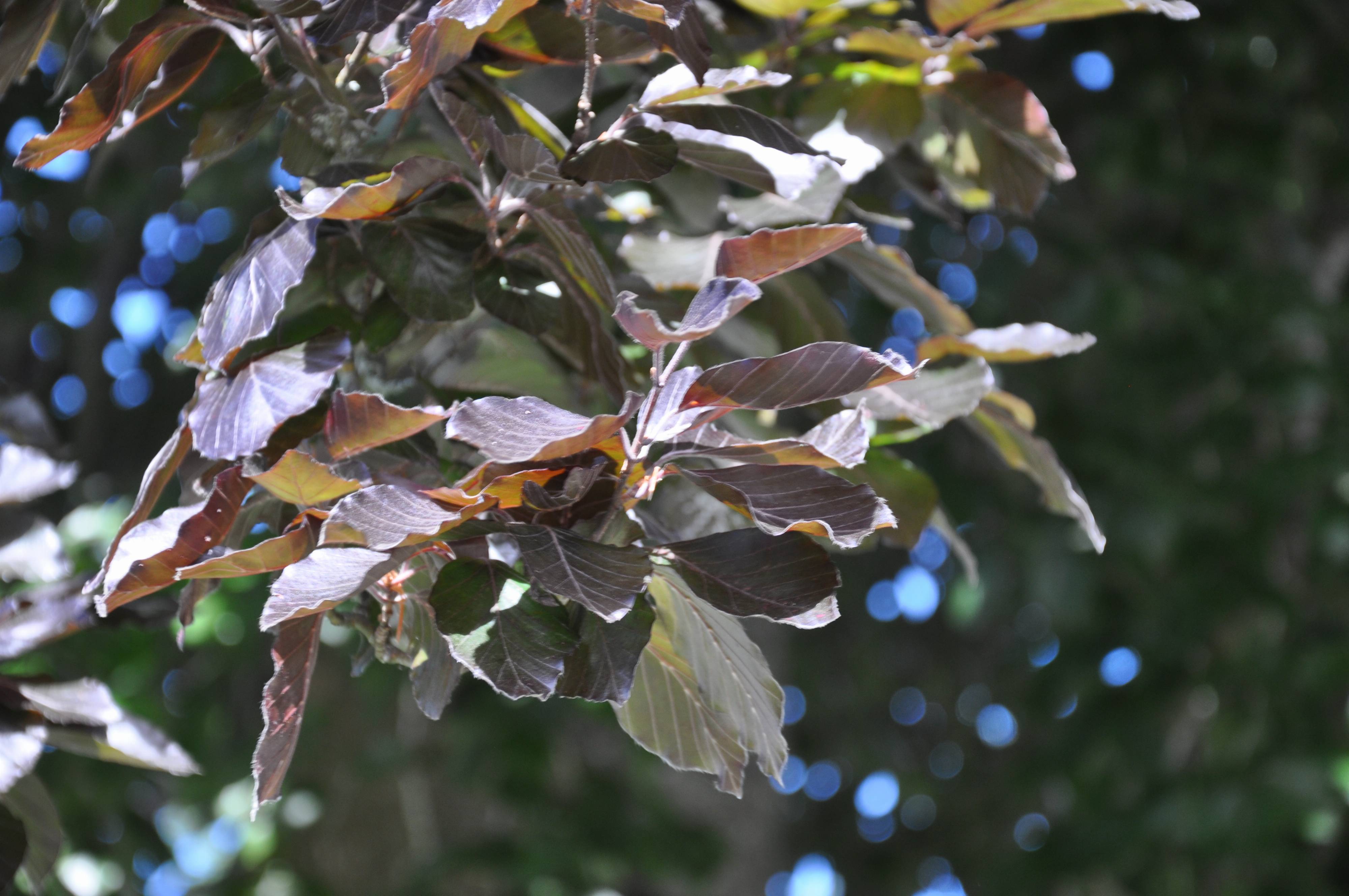 Fagus sylvatica f. purpurea - Copper Beech | PlantMaster