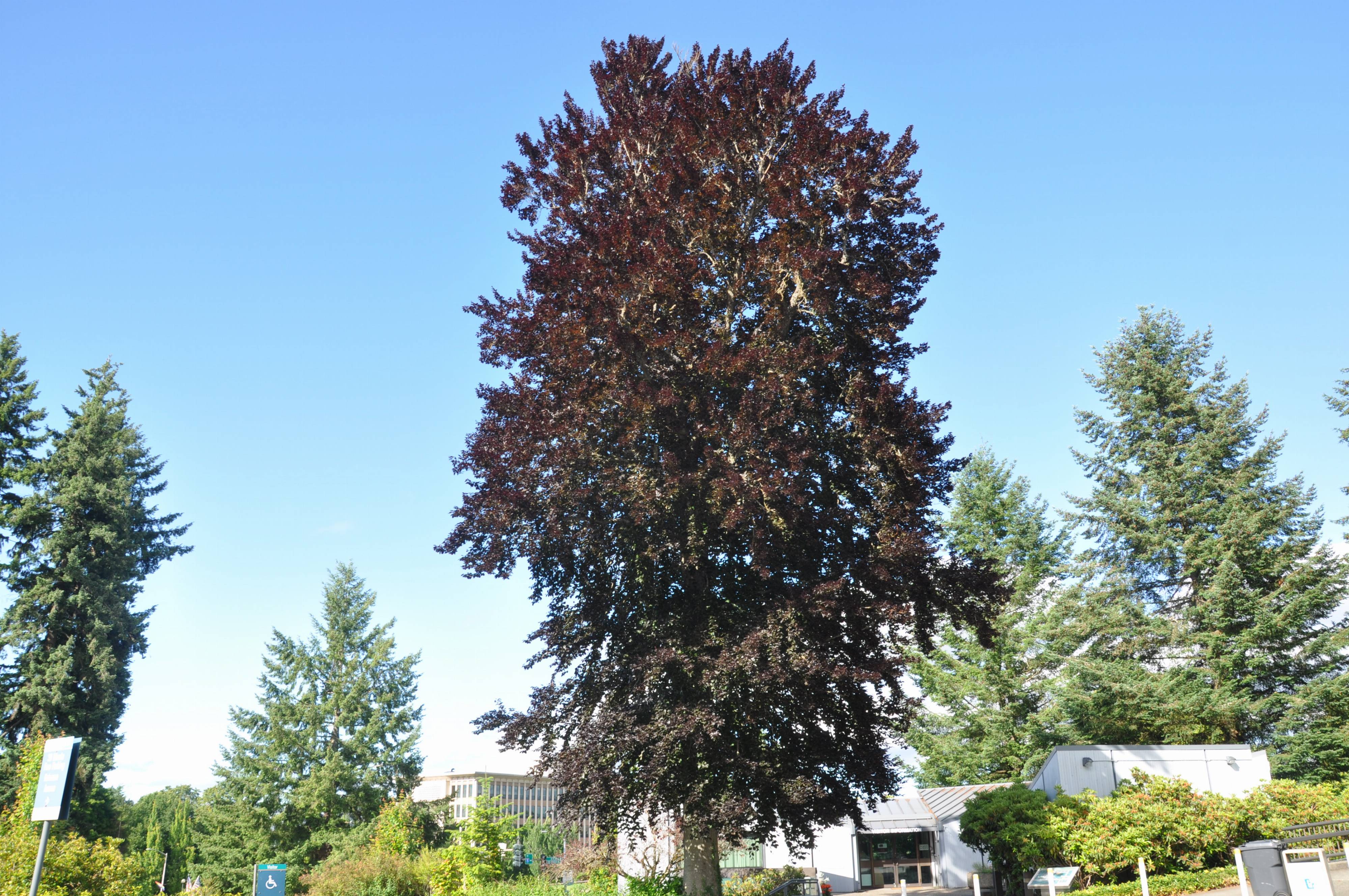 Fagus sylvatica f. purpurea - Copper Beech | PlantMaster