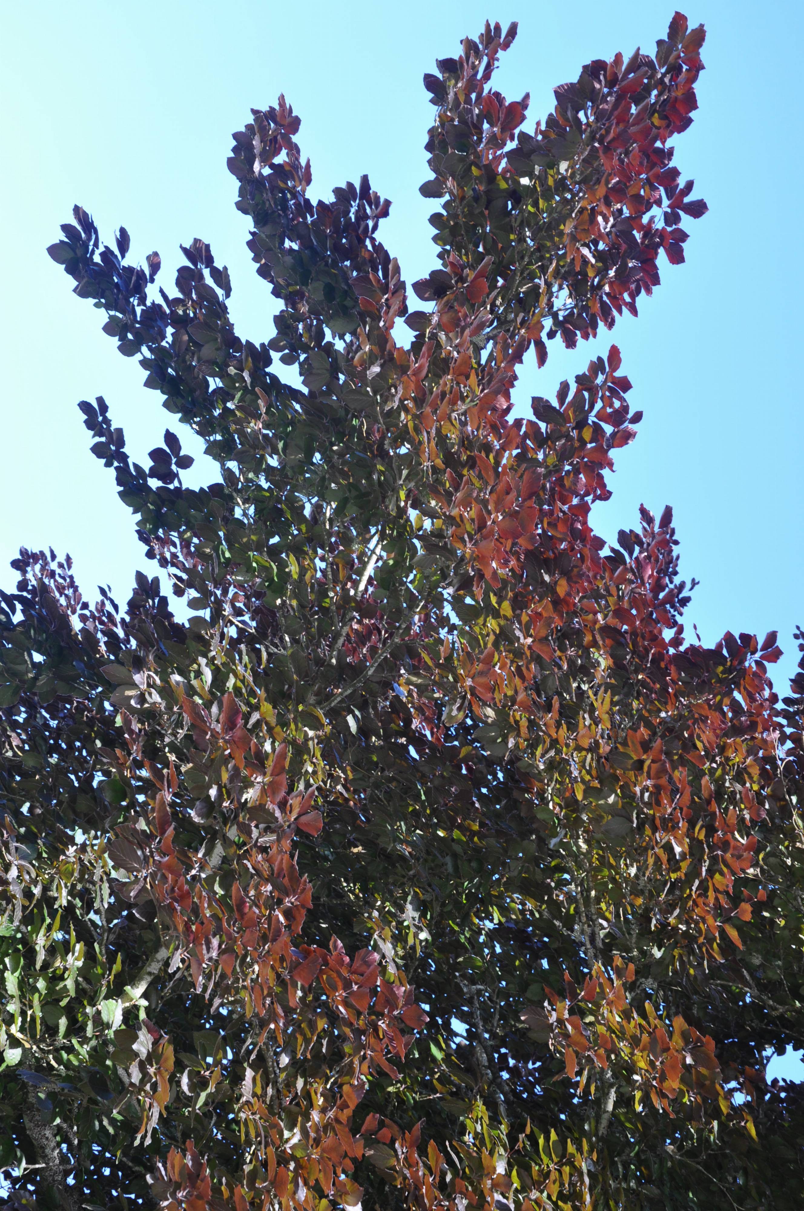 Fagus sylvatica f. purpurea - Copper Beech | PlantMaster