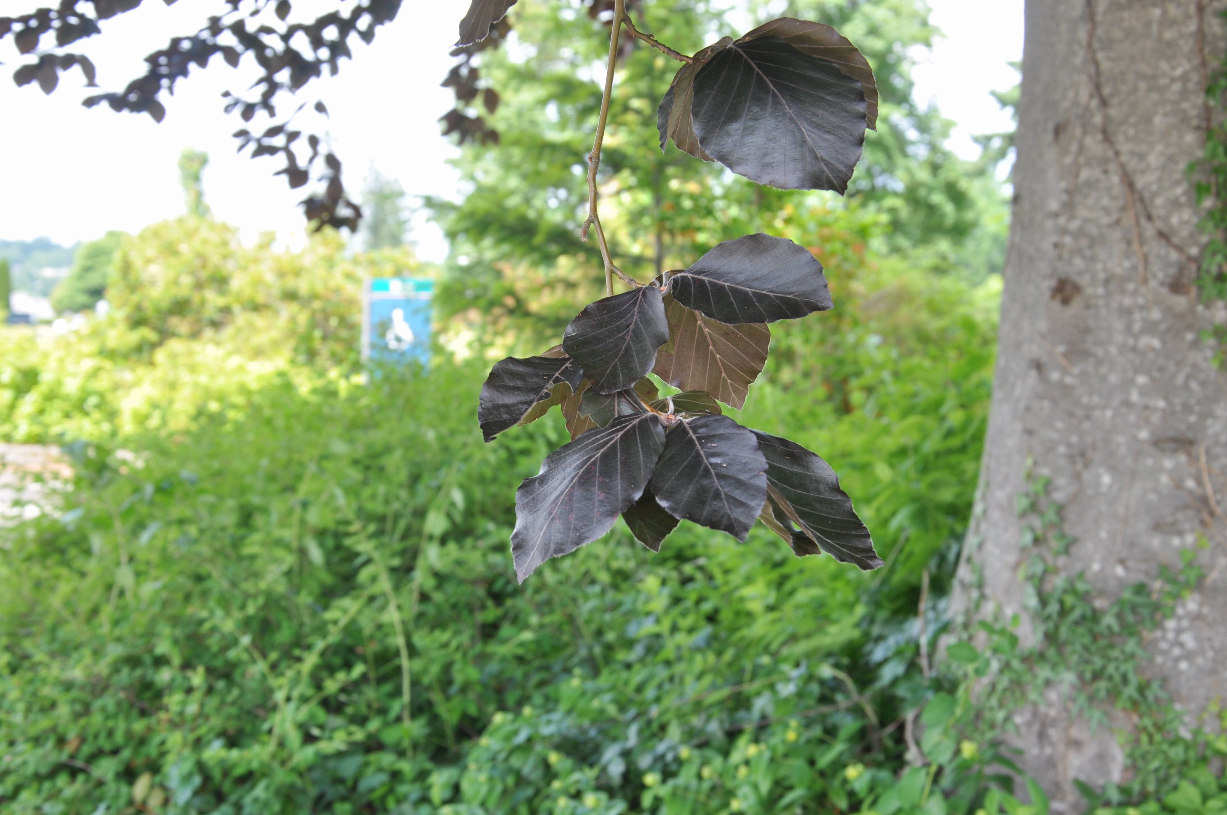 Fagus sylvatica f. purpurea - Copper Beech | PlantMaster