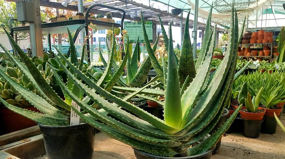 aloe vera hydrate Natralus Organic Aloe Vera Repair Gel – Natralus Australia main image 1